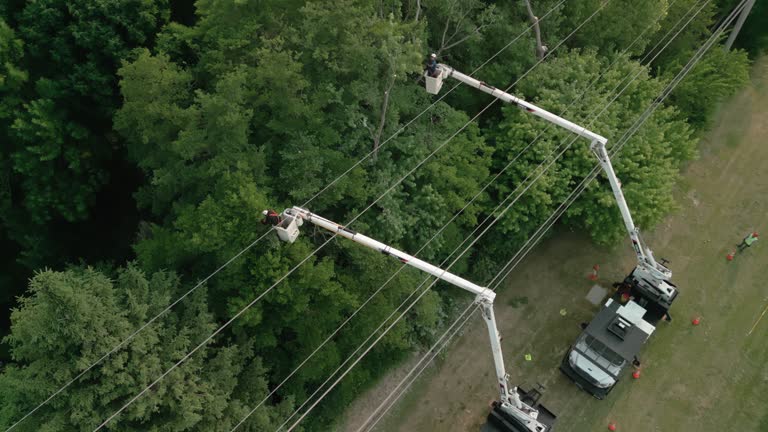 Best Fruit Tree Pruning  in Nottingham, PA